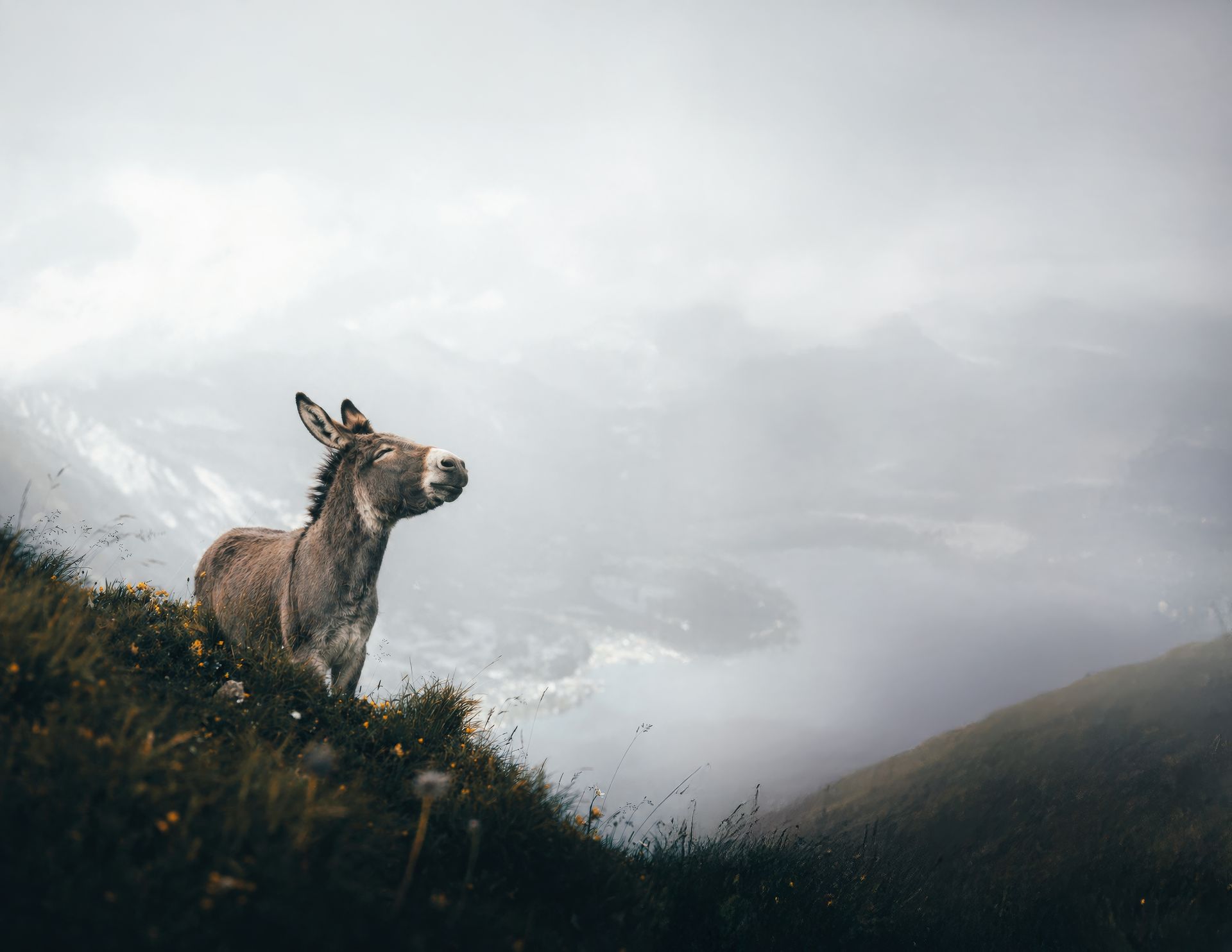 Konrad, Konu’s donkey